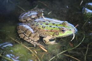 poco verde rana su il foglia nel il lago foto