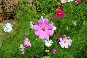 cosmo bipinnato, comunemente chiamato il giardino cosmo o messicano astro foto