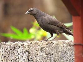 chupim nome scientifico molotro bonariensis foto