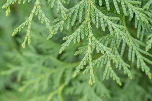 avvicinamento di verde gigante arborvitae ramo foto