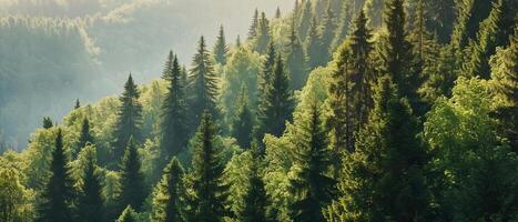 ai generato lussureggiante verde conifere nel un' denso, nebbioso foresta paesaggio foto