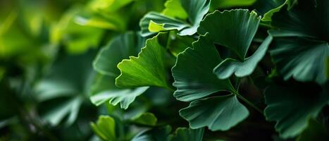 ai generato vivace ginkgo biloba le foglie nel variando occhiali da sole di verde creare un' lussureggiante e strutturato baldacchino foto