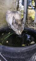 vagante gatto potabile acqua foto