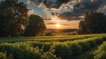 ai generato un' tramonto al di sopra di un' verde campo con il sole splendente attraverso il nuvole e il sole splendente attraverso il foglie, vento in movimento verde erba, panoramico Visualizza, estate scenario foto