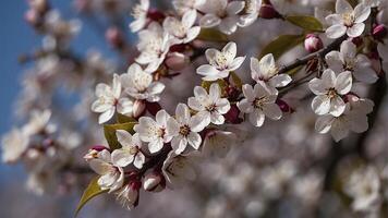 ai generato fiorire nel molla, fioritura alberi nel molla, sorprendente primavera scenario, alberi nel primavera foto