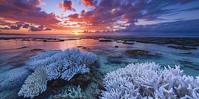 ai generato morto bianca corallo scogliera nel il tramonto paesaggio. marino ecosistema, globale riscaldamento, ambientale problemi concetto foto