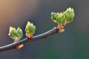 ai generato nuovo primavera spara su un' albero ramo foto