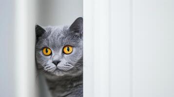 ai generato Britannico capelli corti gatto sbirciando 3 foto