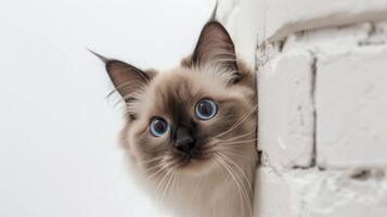 ai generato birman gatto sbirciando in giro angolo 3 foto