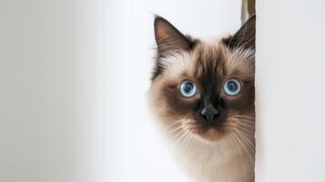 ai generato birman gatto sbirciando in giro angolo 2 foto