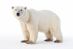 ai generato polare orso clipart foto