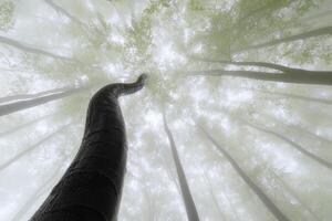 primavera faggio alberi con nebbia foto