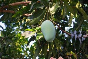 un' acerbo verde Mango quello è ancora sospeso su un' albero, contenente alto livelli di vitamina c, foto