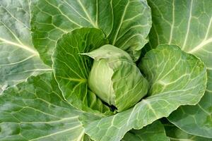 giovane verde cavolo. azienda agricola prodotti, salutare mangiare foto