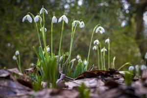 avvicinamento di fioritura galanthus nivalis o o Comune bucaneve foto