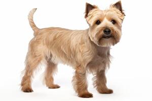 ai generato terrier cane clipart foto