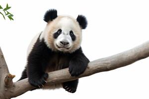 ai generato panda orso clipart foto