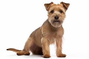 ai generato terrier cane clipart foto