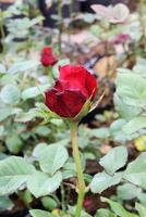 rosso modello rosa fiore nel il giardino foto