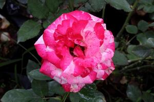 rosa rosa nel il giardino, bellissimo rosa fiore foto