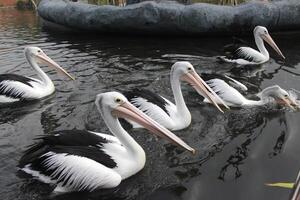 un' gruppo di pellicani nuoto nel il stagno chasing pesce foto