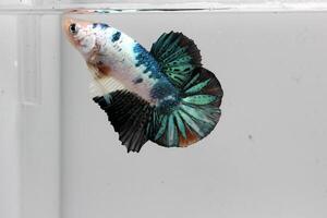 bellezza e grassetto betta pesce, betta splendente, siamese combattente pesce foto