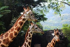 grande mamma giraffa e sua bambino giraffa foto