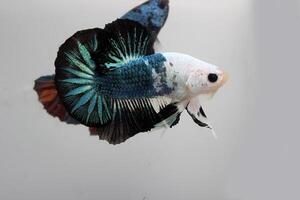 bellissimo corto coda fantasia betta pesce su bianca sfondo foto