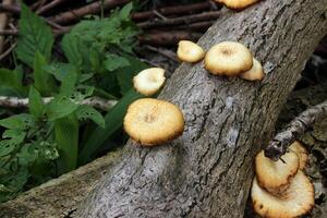 funghi su il Morte albero log foto