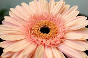 bellissimo gerbera fiore, bellissimo natura foto