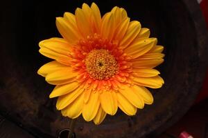 bellissimo gerbera fiore, bellissimo natura foto