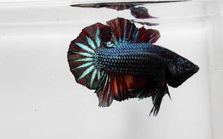 bellezza e grassetto betta pesce, betta splendente, siamese combattente pesce foto