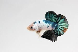 bellezza e grassetto betta pesce, betta splendente, siamese combattente pesce foto