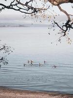 un' famiglia di anatre chilling su un' calma lago foto