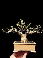 Bonsai albero nel un' decorativo pentola foto