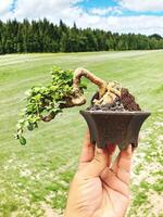 Bonsai albero nel un' decorativo pentola foto