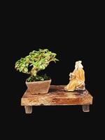 Bonsai albero nel un' decorativo pentola foto