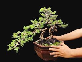 Bonsai albero nel un' decorativo pentola foto