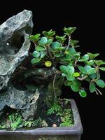 Bonsai albero nel un' decorativo pentola foto