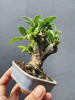 Bonsai albero nel un' decorativo pentola foto