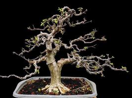 Bonsai albero nel un' decorativo pentola foto