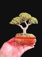 Bonsai albero nel un' decorativo pentola foto