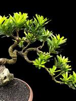 Bonsai albero nel un' decorativo pentola foto