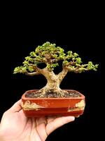 Bonsai albero nel un' decorativo pentola foto