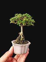 Bonsai albero nel un' decorativo pentola foto