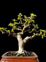 Bonsai albero nel un' decorativo pentola foto