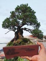 Bonsai albero nel un' decorativo pentola foto