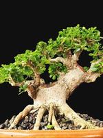 Bonsai albero nel un' decorativo pentola foto