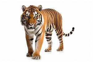 ai generato selvaggio tigre clipart foto