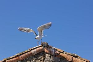 gabbiano, uccello che di solito è in mare foto